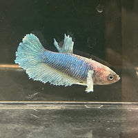 the-fish-farm Female Betta Female Betta - One Only - U Choose your own Female Betta at The Fish Farm Australia