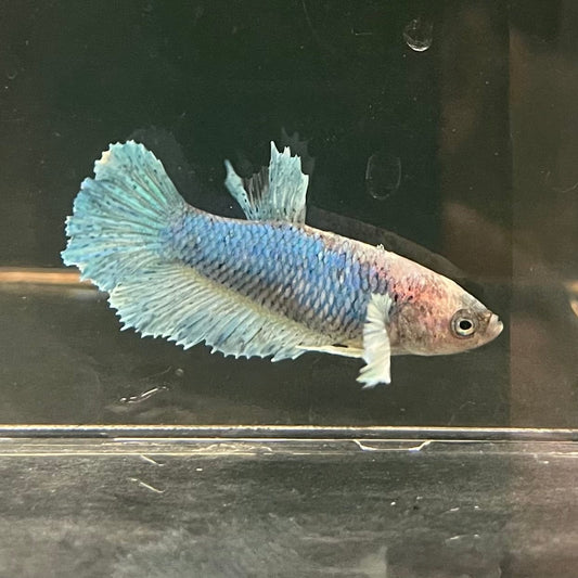the-fish-farm Female Betta Female Betta - One Only - U Choose your own Female Betta at The Fish Farm Australia