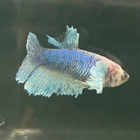 the-fish-farm Female Betta Female Betta - One Only - U Choose your own Female Betta at The Fish Farm Australia