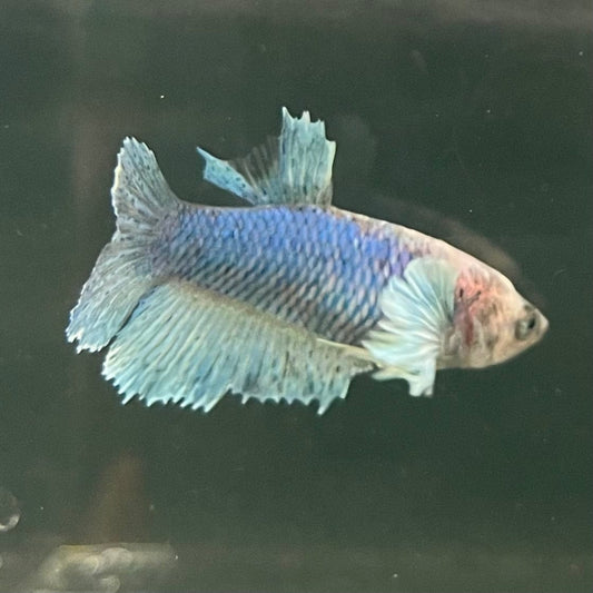the-fish-farm Female Betta Female Betta - One Only - U Choose your own Female Betta at The Fish Farm Australia