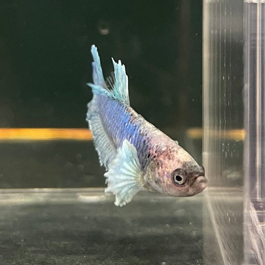 the-fish-farm Female Betta Female Betta - One Only - U Choose your own Female Betta at The Fish Farm Australia