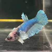 the-fish-farm Female Betta Female Betta - One Only - U Choose your own Female Betta at The Fish Farm Australia