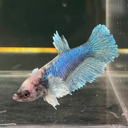 the-fish-farm Female Betta Female Betta - One Only - U Choose your own Female Betta at The Fish Farm Australia