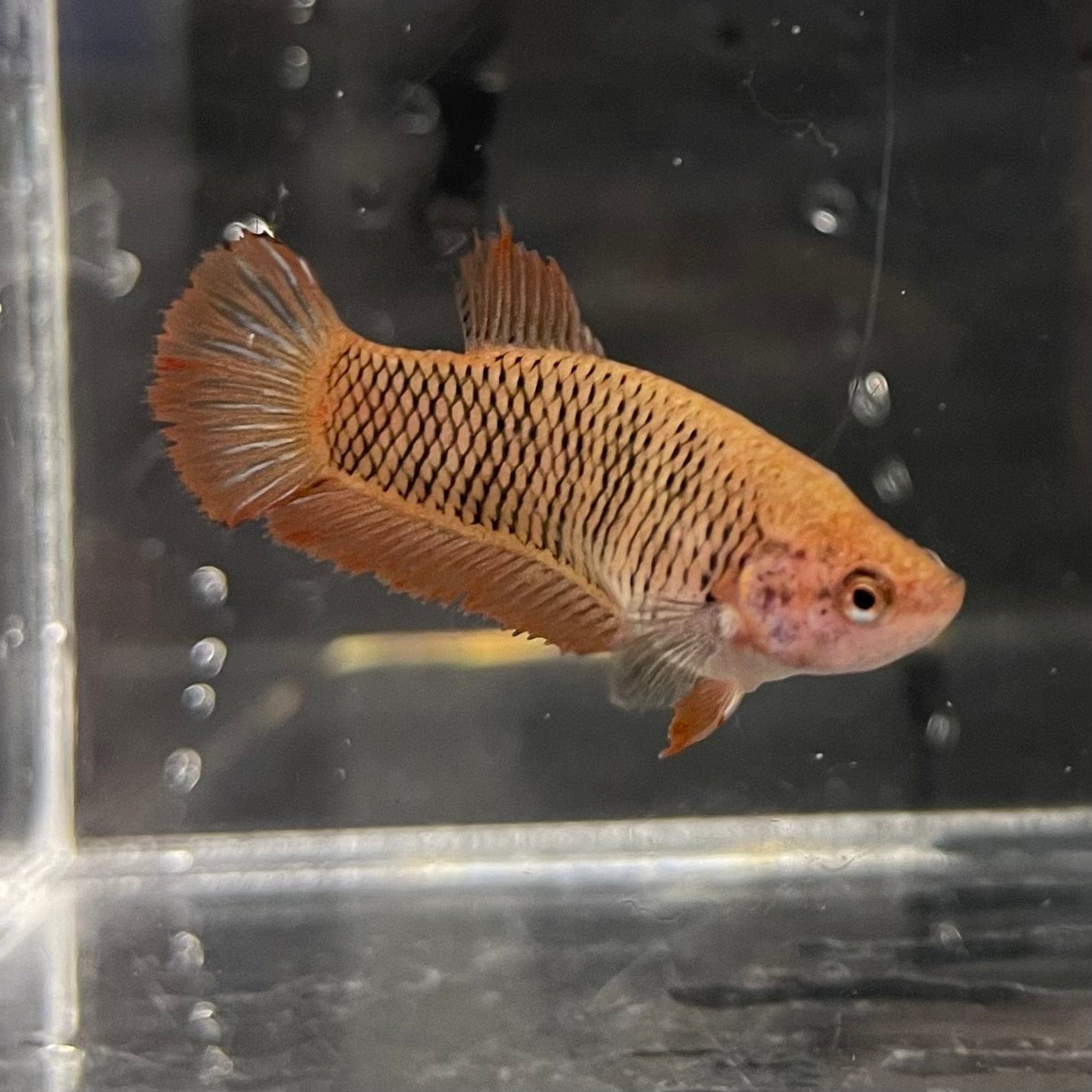 the-fish-farm Female Betta Female Betta - One Only - U Choose your own Female Betta at The Fish Farm Australia