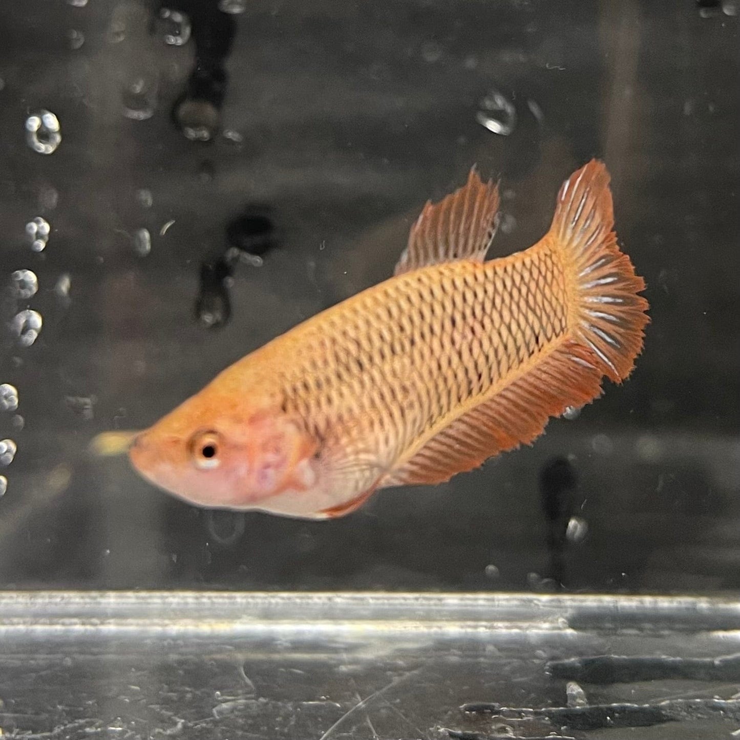 the-fish-farm Female Betta Female Betta - One Only - U Choose your own Female Betta at The Fish Farm Australia