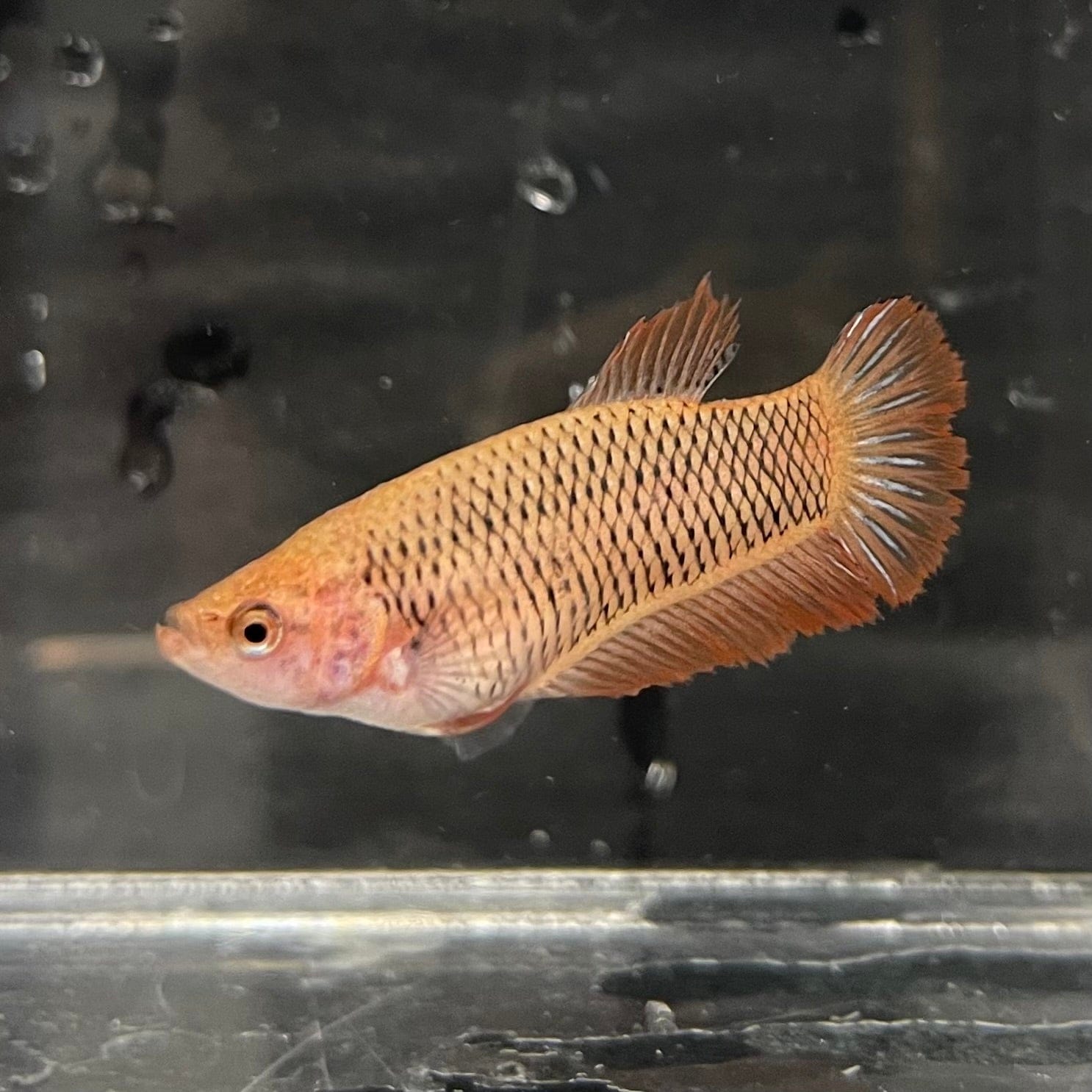 the-fish-farm Female Betta Female Betta - One Only - U Choose your own Female Betta at The Fish Farm Australia