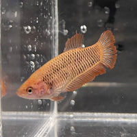 the-fish-farm Female Betta Female Betta - One Only - U Choose your own Female Betta at The Fish Farm Australia