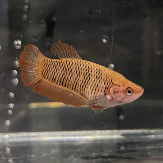 the-fish-farm Female Betta Female Betta - One Only - U Choose your own Female Betta at The Fish Farm Australia