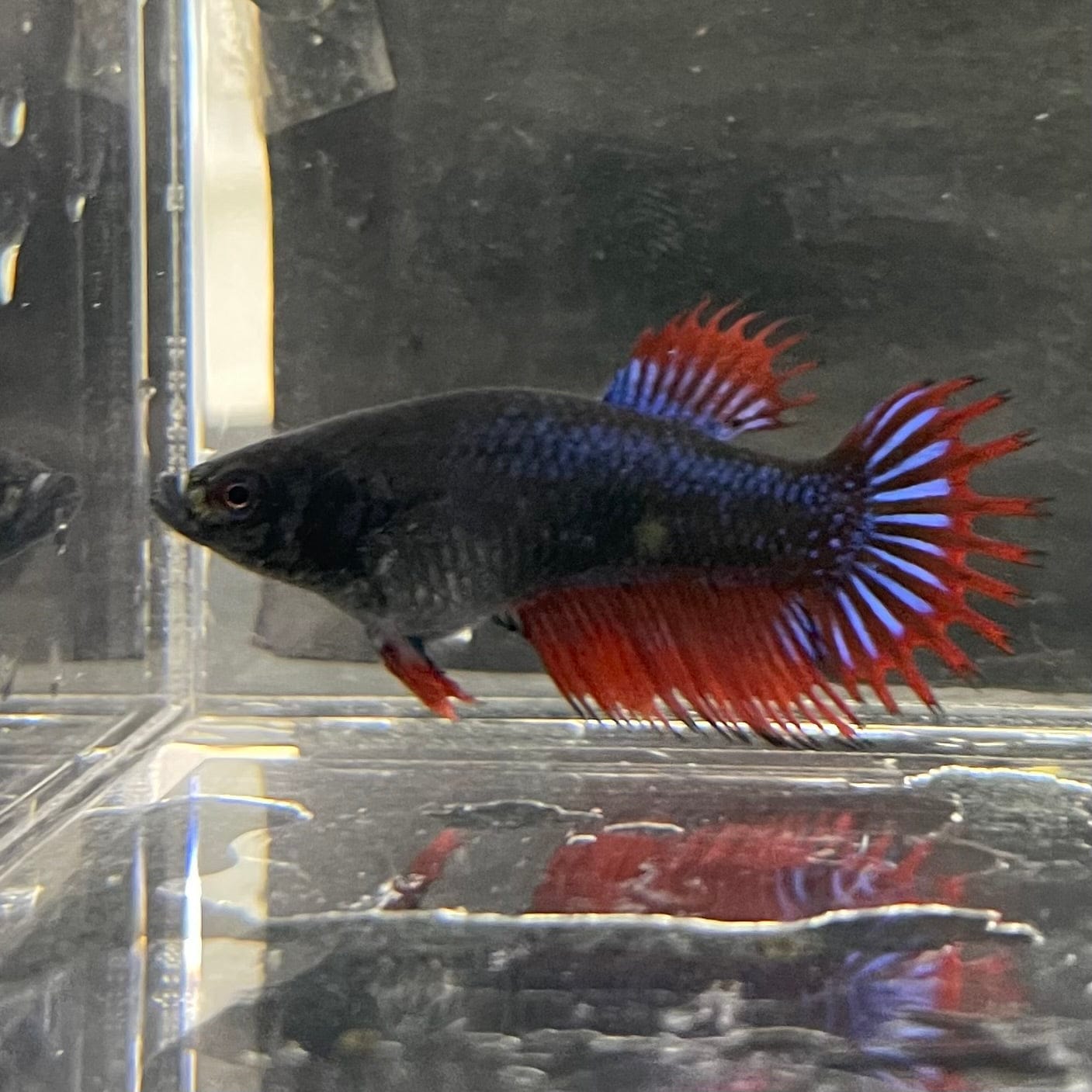 the-fish-farm Female Betta Female Betta - One Only - U Choose your own Female Betta at The Fish Farm Australia