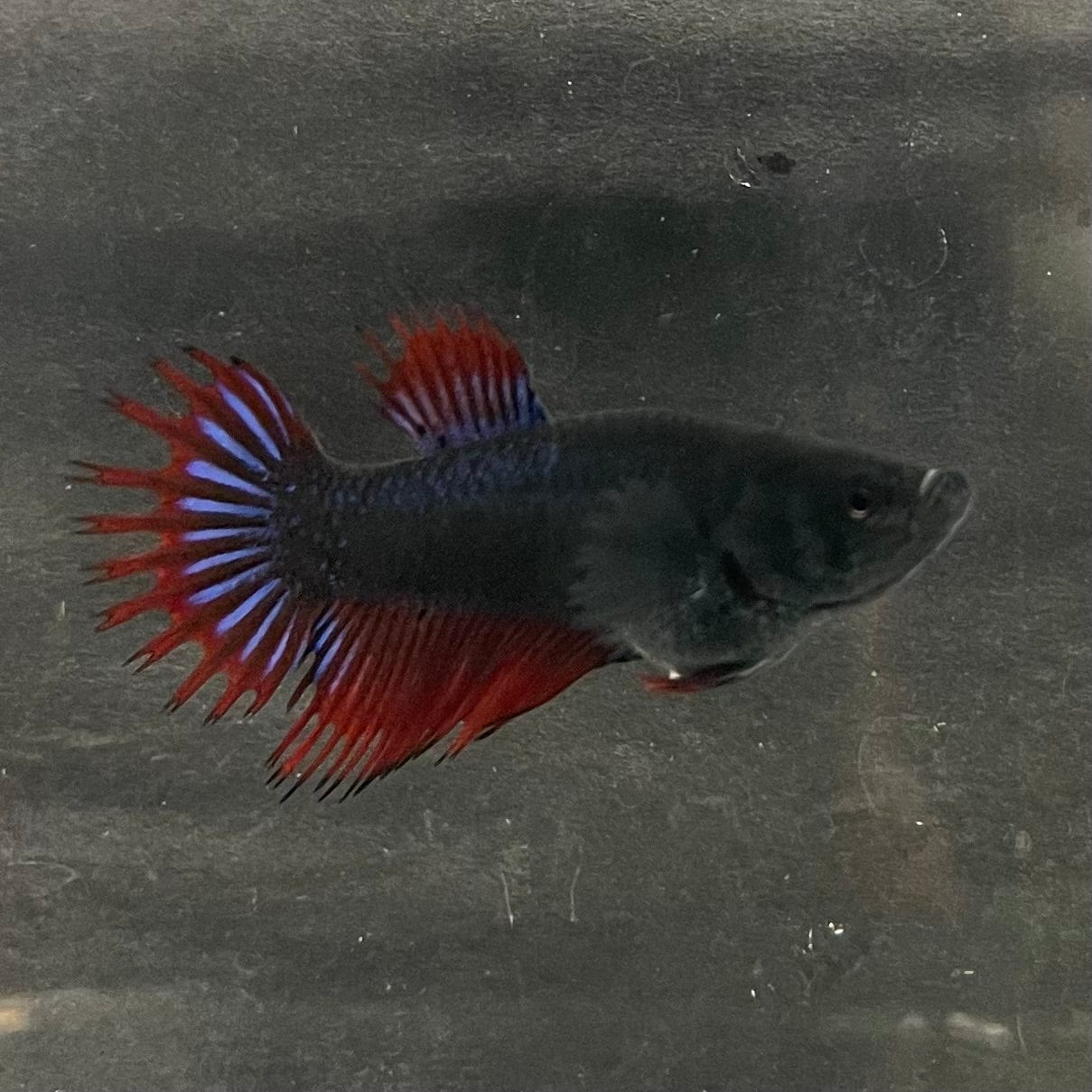 the-fish-farm Female Betta Female Betta - One Only - U Choose your own Female Betta at The Fish Farm Australia