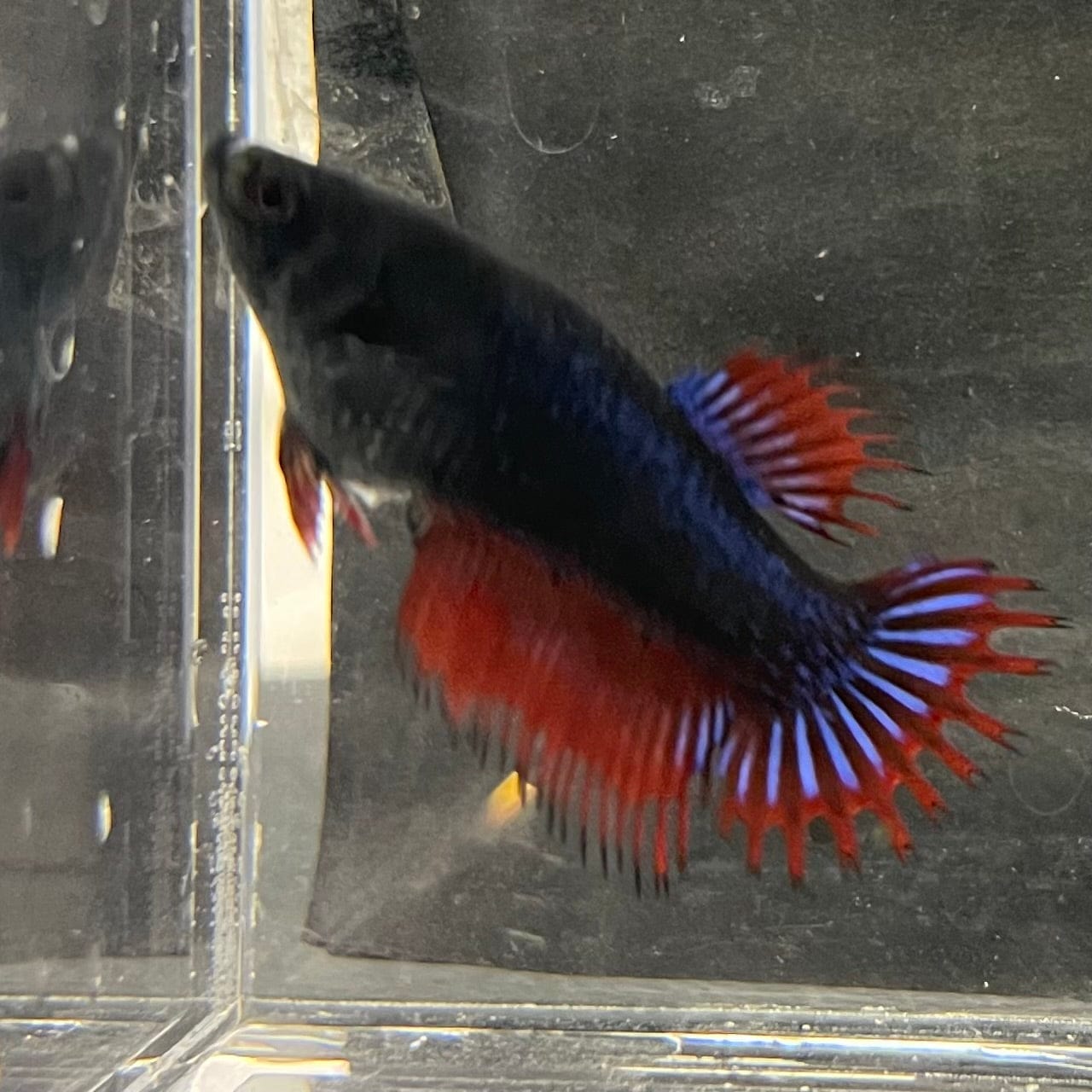 the-fish-farm Female Betta Female Betta - One Only - U Choose your own Female Betta at The Fish Farm Australia