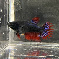 the-fish-farm Female Betta Female Betta - One Only - U Choose your own Female Betta at The Fish Farm Australia
