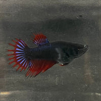 the-fish-farm Female Betta Female Betta - One Only - U Choose your own Female Betta at The Fish Farm Australia