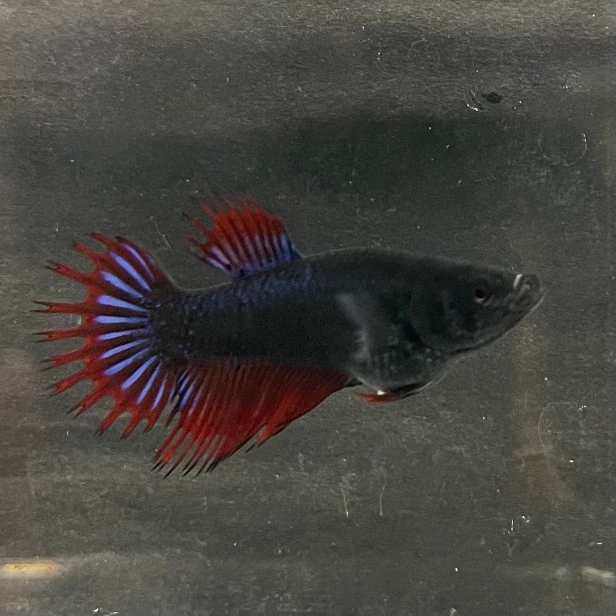 the-fish-farm Female Betta Female Betta - One Only - U Choose your own Female Betta at The Fish Farm Australia