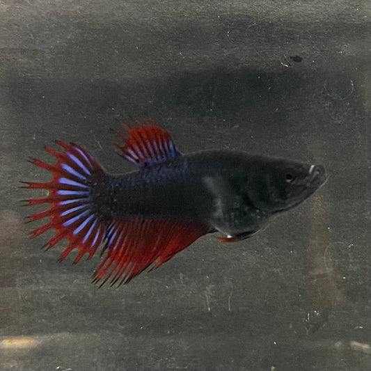 the-fish-farm Female Betta Female Betta - One Only - U Choose your own Female Betta at The Fish Farm Australia