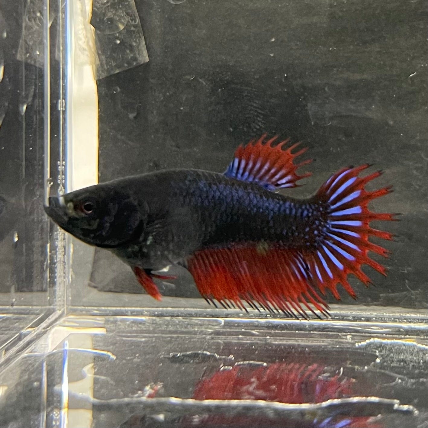 the-fish-farm Female Betta Female Betta - One Only - U Choose your own Female Betta at The Fish Farm Australia