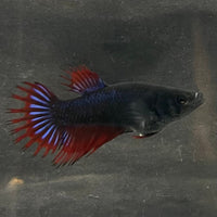 the-fish-farm Female Betta Female Betta - One Only - U Choose your own Female Betta at The Fish Farm Australia