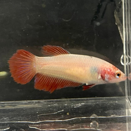 the-fish-farm Female Betta Female Betta - One Only - U Choose your own Female Betta at The Fish Farm Australia