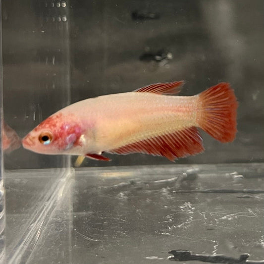 the-fish-farm Female Betta Female Betta - One Only - U Choose your own Female Betta at The Fish Farm Australia