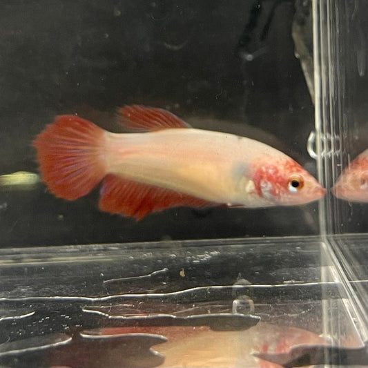 the-fish-farm Female Betta Female Betta - One Only - U Choose your own Female Betta at The Fish Farm Australia