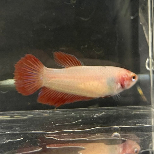 the-fish-farm Female Betta Female Betta - One Only - U Choose your own Female Betta at The Fish Farm Australia