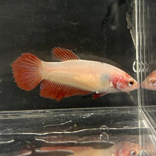 the-fish-farm Female Betta Female Betta - One Only - U Choose your own Female Betta at The Fish Farm Australia