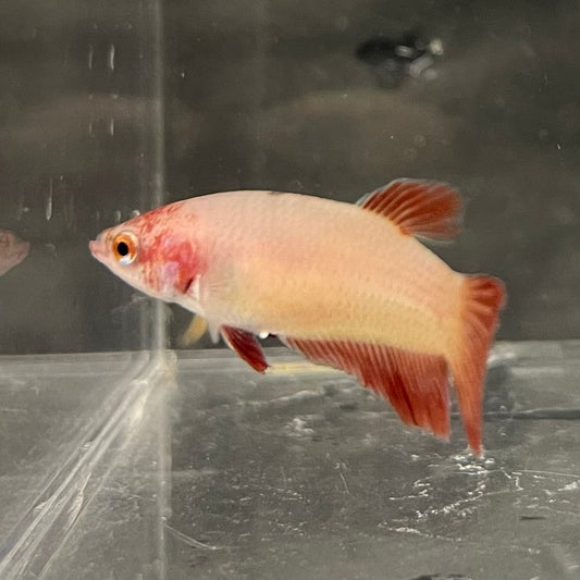 the-fish-farm Female Betta Female Betta - One Only - U Choose your own Female Betta at The Fish Farm Australia