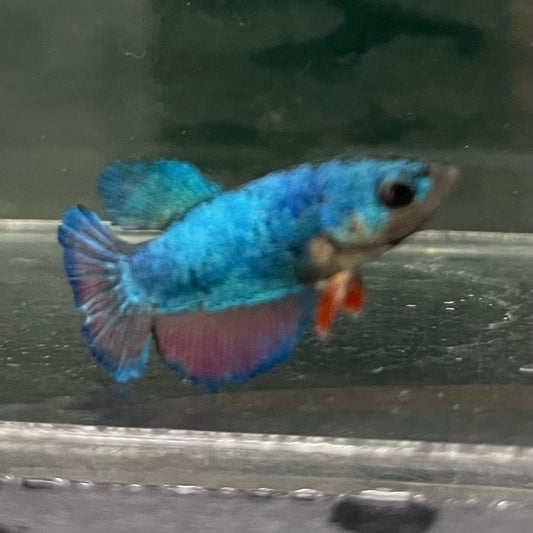 the-fish-farm Female Betta Female Betta - One Only - U Choose your own Female Betta at The Fish Farm Australia
