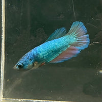 the-fish-farm Female Betta Female Betta - One Only - U Choose your own Female Betta at The Fish Farm Australia
