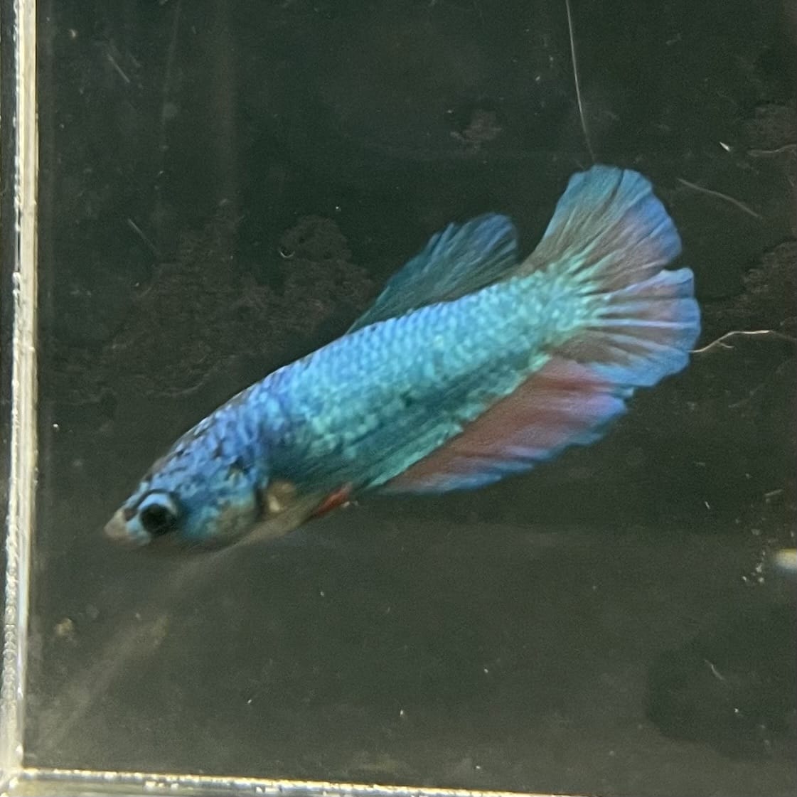 the-fish-farm Female Betta Female Betta - One Only - U Choose your own Female Betta at The Fish Farm Australia