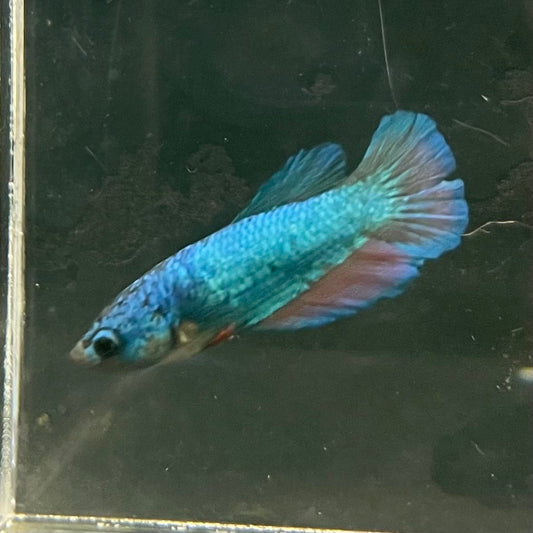 the-fish-farm Female Betta Female Betta - One Only - U Choose your own Female Betta at The Fish Farm Australia