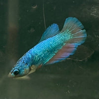 the-fish-farm Female Betta Female Betta - One Only - U Choose your own Female Betta at The Fish Farm Australia