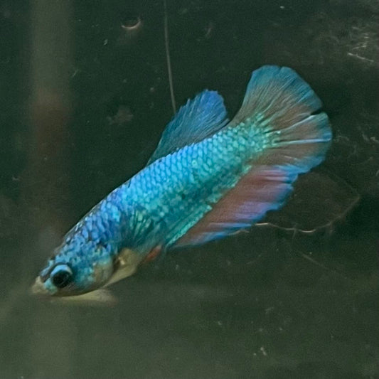 the-fish-farm Female Betta Female Betta - One Only - U Choose your own Female Betta at The Fish Farm Australia