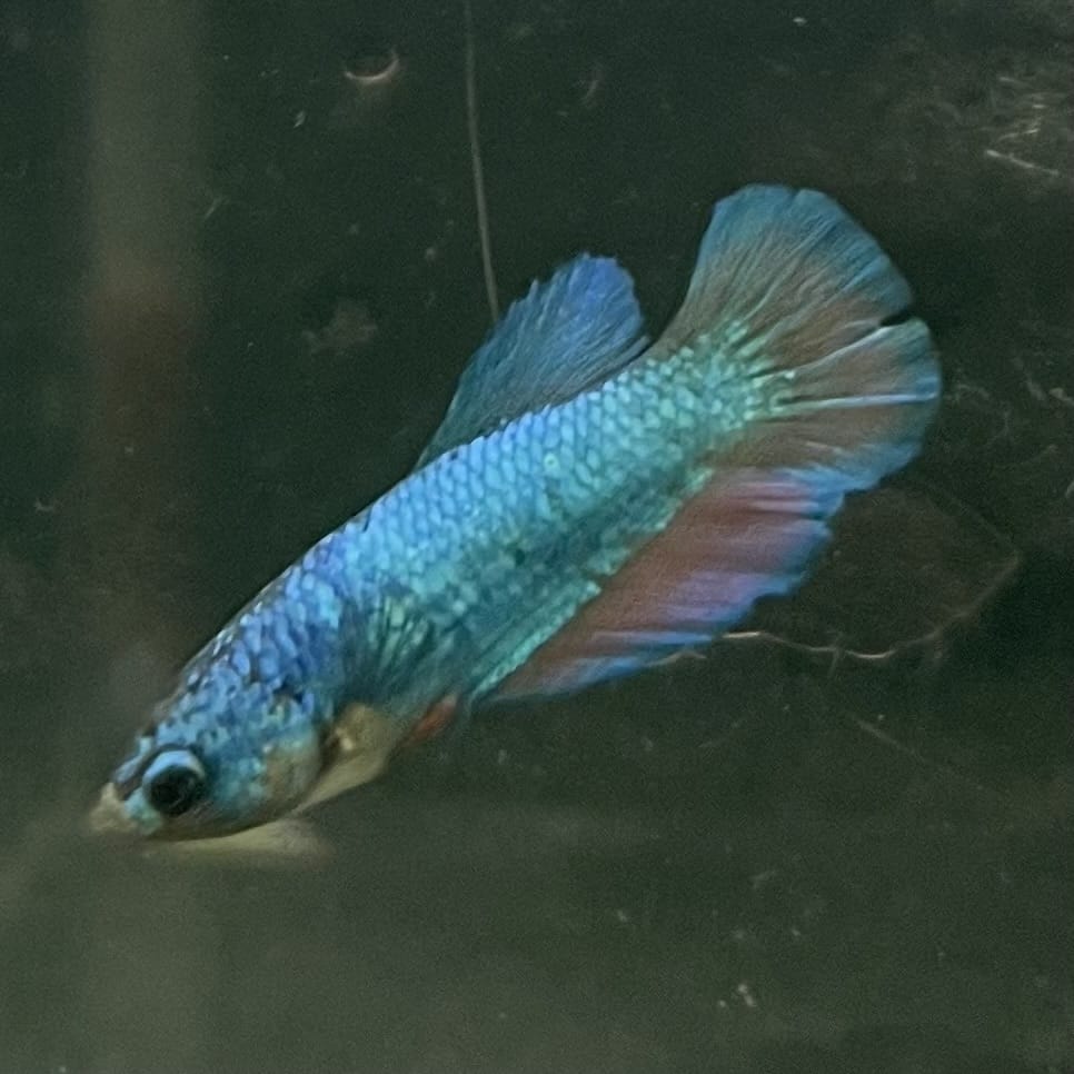 the-fish-farm Female Betta Female Betta - One Only - U Choose your own Female Betta at The Fish Farm Australia