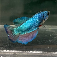 the-fish-farm Female Betta Female Betta - One Only - U Choose your own Female Betta at The Fish Farm Australia