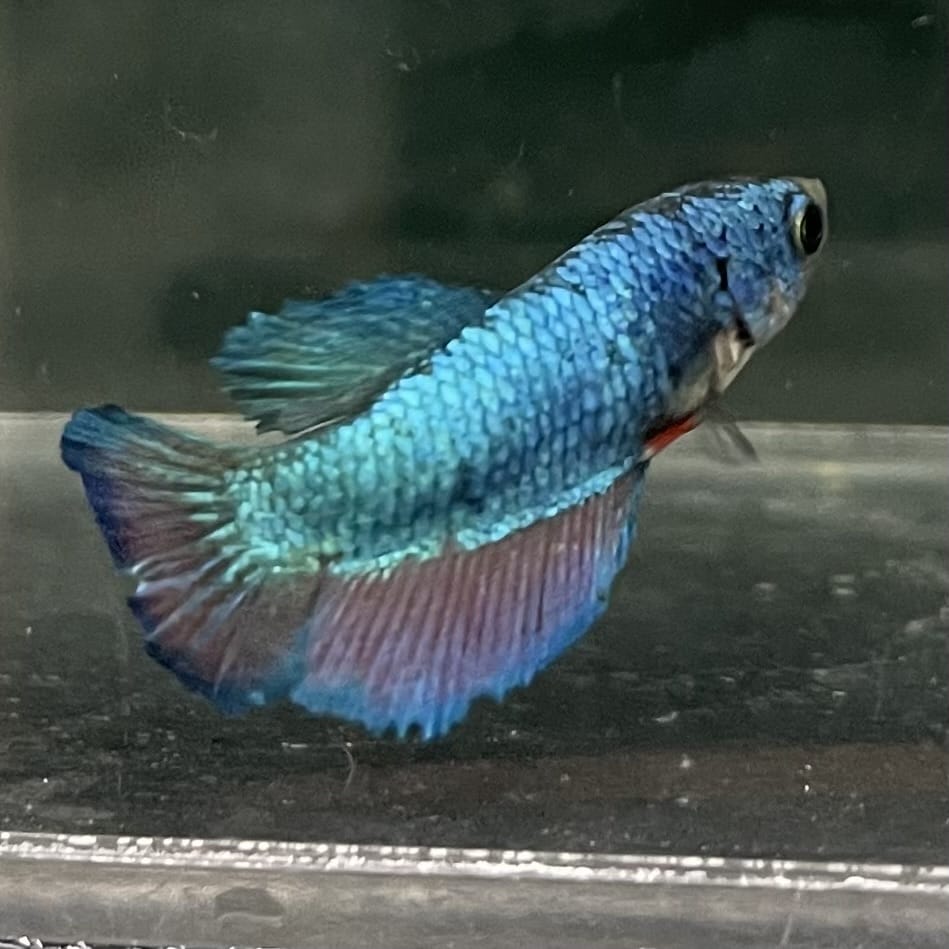 the-fish-farm Female Betta Female Betta - One Only - U Choose your own Female Betta at The Fish Farm Australia
