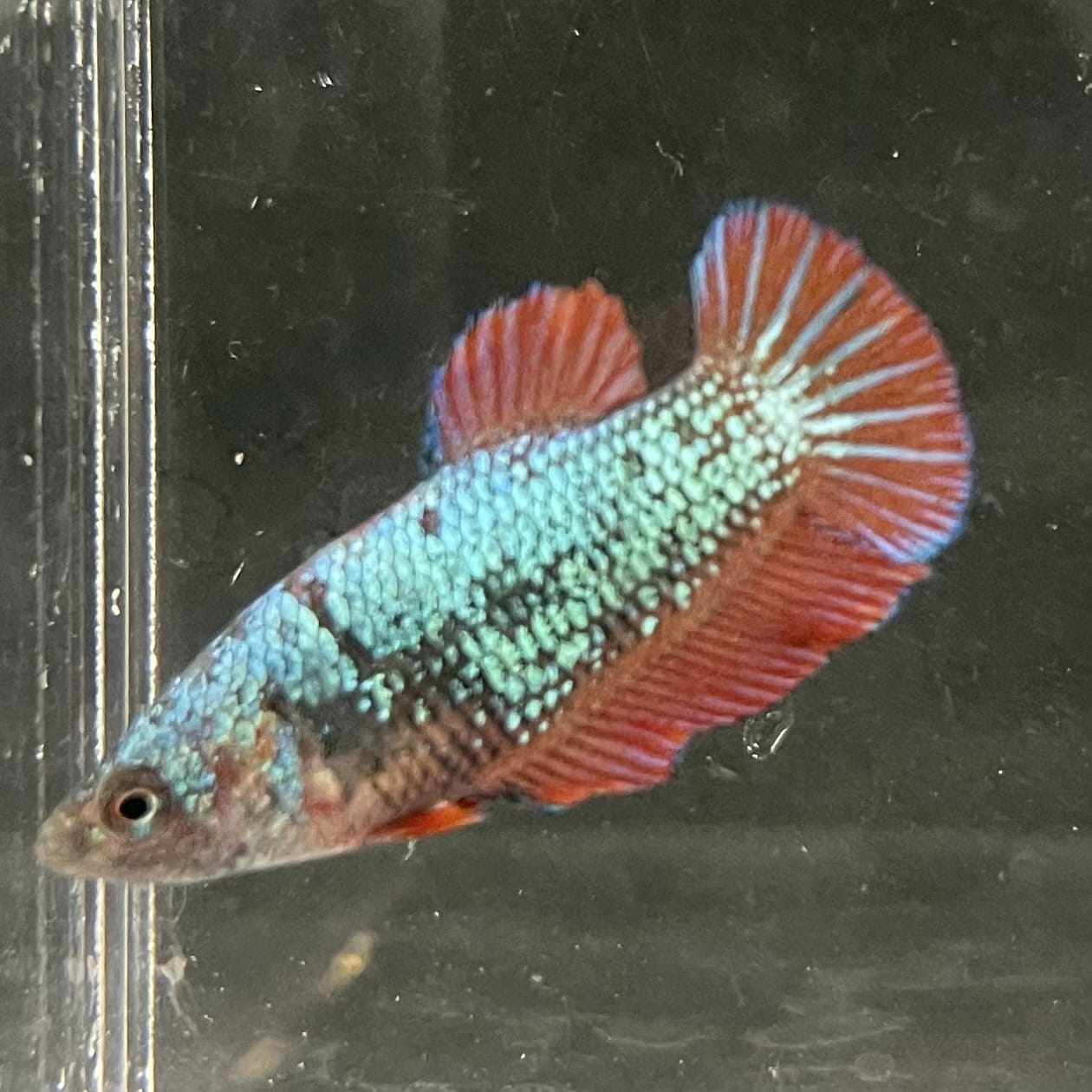 the-fish-farm Female Betta Female Betta - One Only - U Choose your own Female Betta at The Fish Farm Australia
