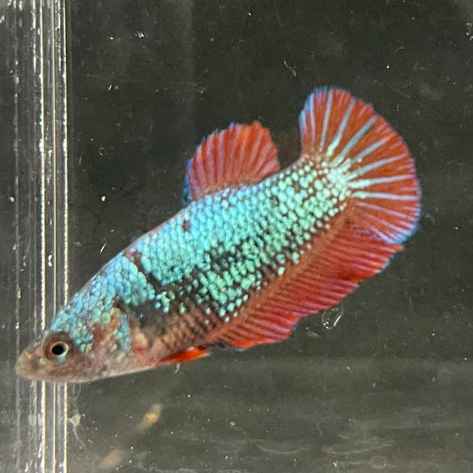 the-fish-farm Female Betta Female Betta - One Only - U Choose your own Female Betta at The Fish Farm Australia