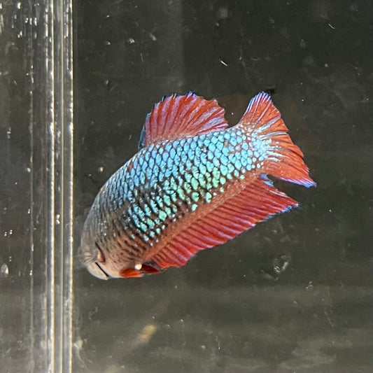the-fish-farm Female Betta Female Betta - One Only - U Choose your own Female Betta at The Fish Farm Australia