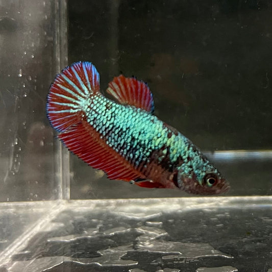 the-fish-farm Female Betta Female Betta - One Only - U Choose your own Female Betta at The Fish Farm Australia