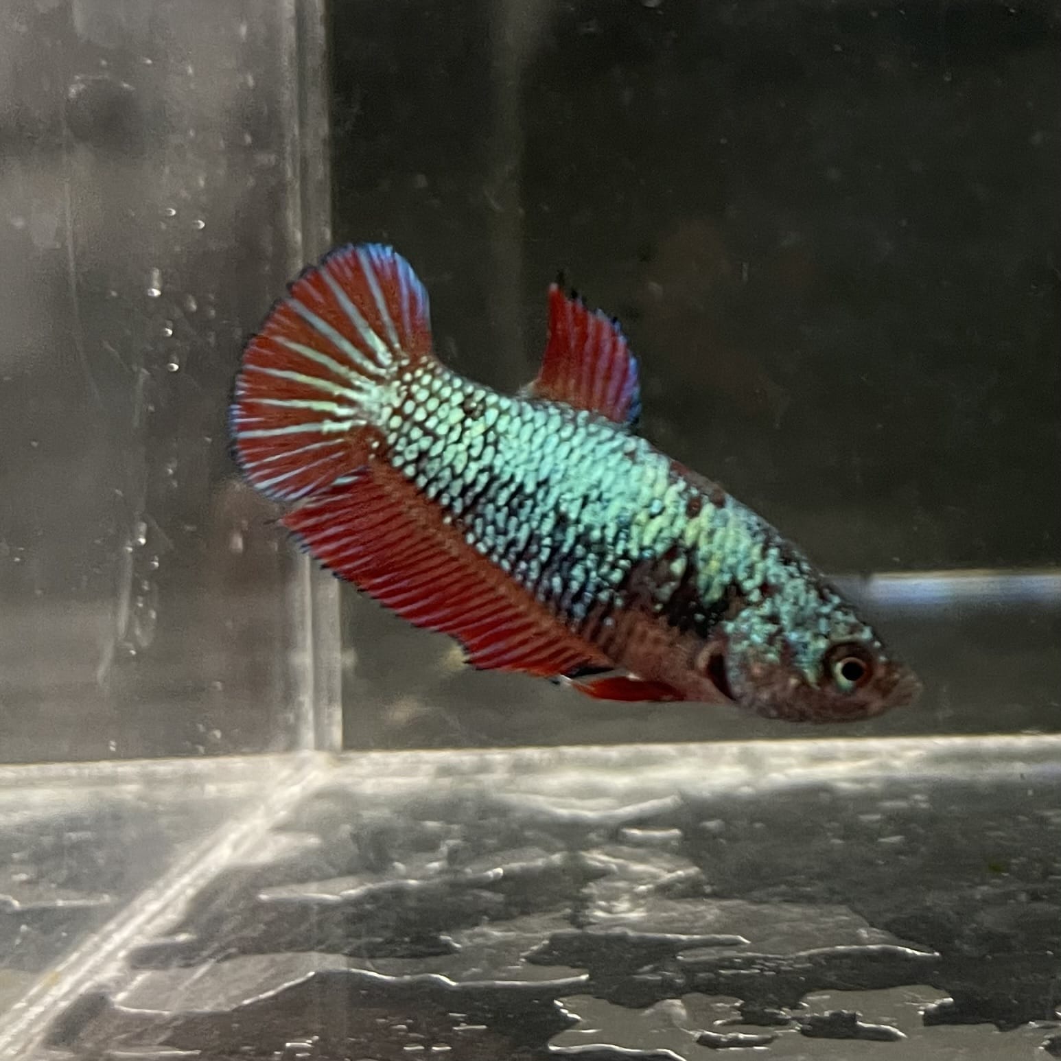 the-fish-farm Female Betta Female Betta - One Only - U Choose your own Female Betta at The Fish Farm Australia