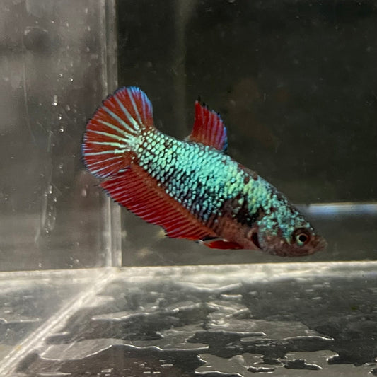 the-fish-farm Female Betta Female Betta - One Only - U Choose your own Female Betta at The Fish Farm Australia