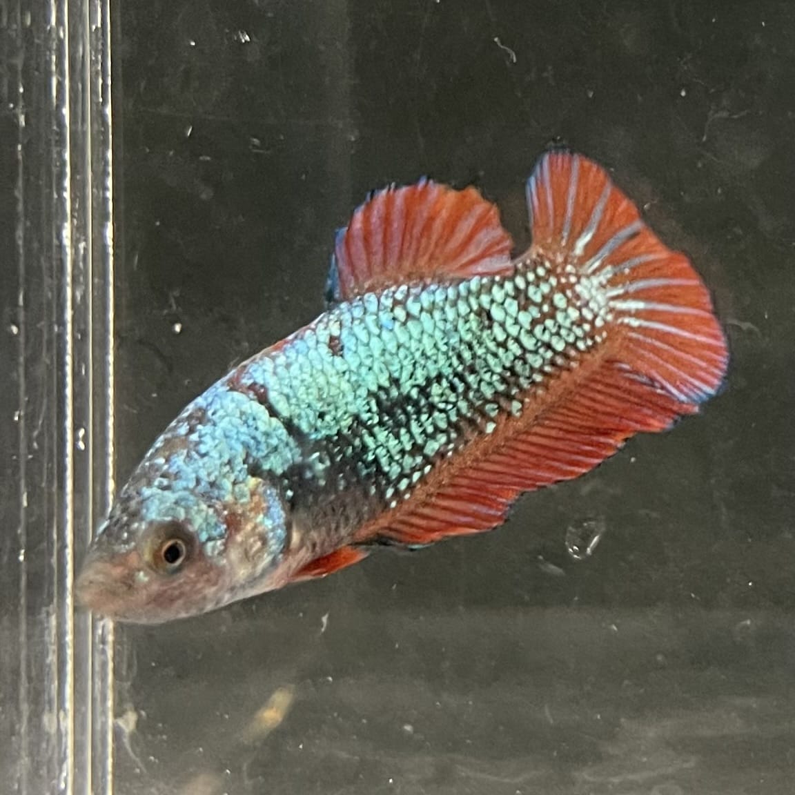 the-fish-farm Female Betta Female Betta - One Only - U Choose your own Female Betta at The Fish Farm Australia