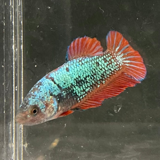 the-fish-farm Female Betta Female Betta - One Only - U Choose your own Female Betta at The Fish Farm Australia