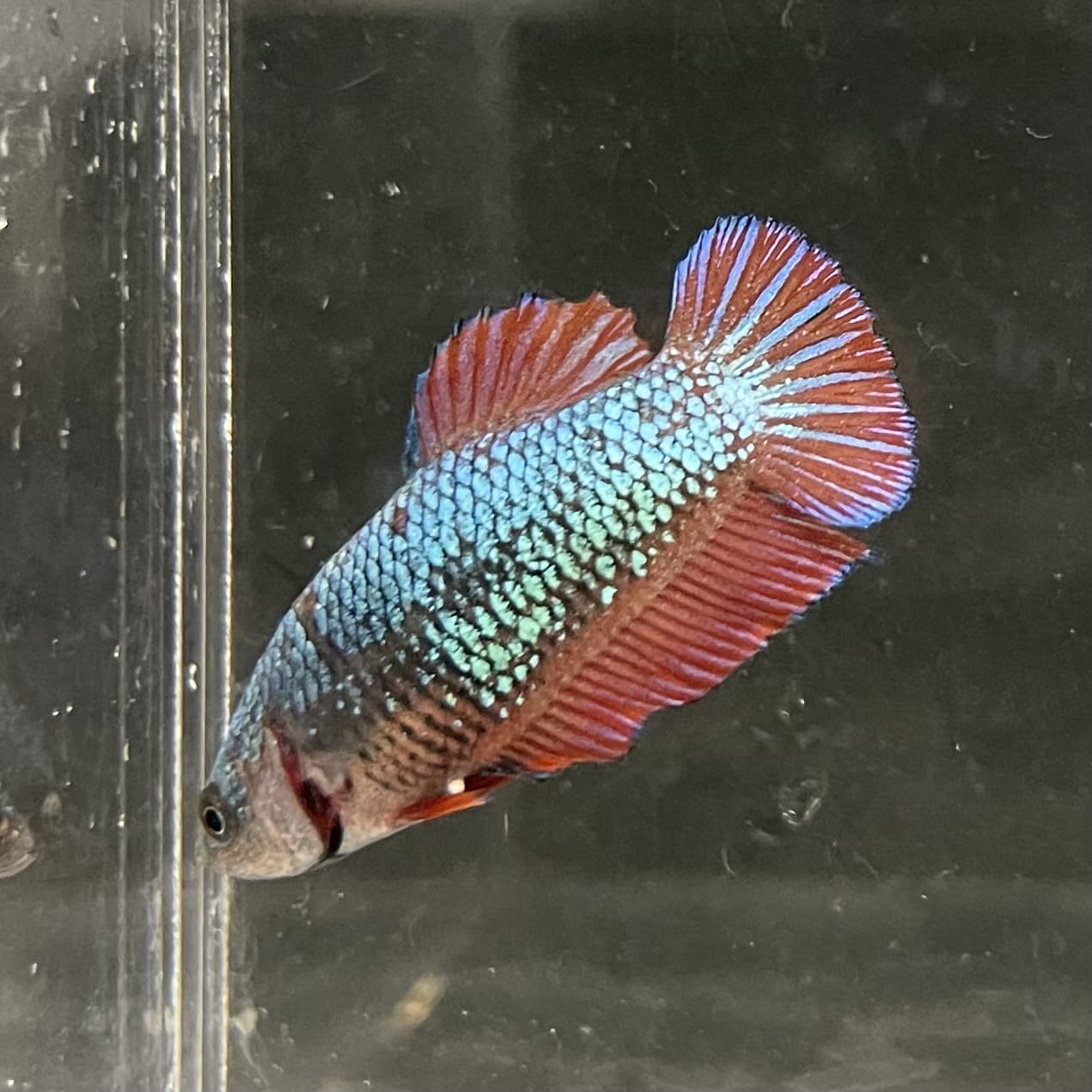 the-fish-farm Female Betta Female Betta - One Only - U Choose your own Female Betta at The Fish Farm Australia