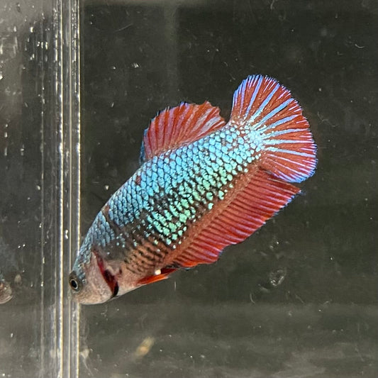 the-fish-farm Female Betta Female Betta - One Only - U Choose your own Female Betta at The Fish Farm Australia