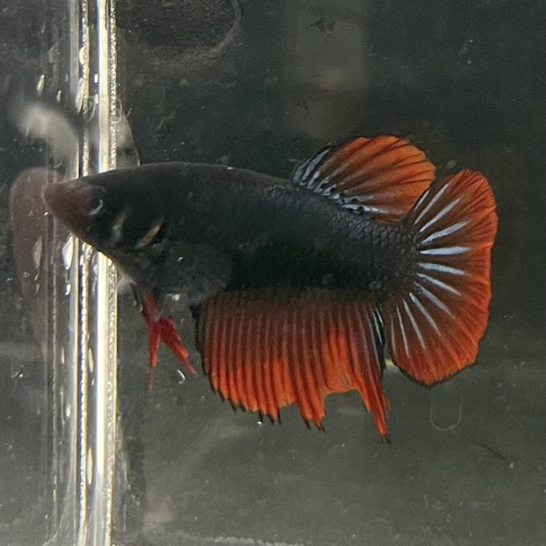 the-fish-farm Female Betta Female Betta - One Only - U Choose your own Female Betta at The Fish Farm Australia
