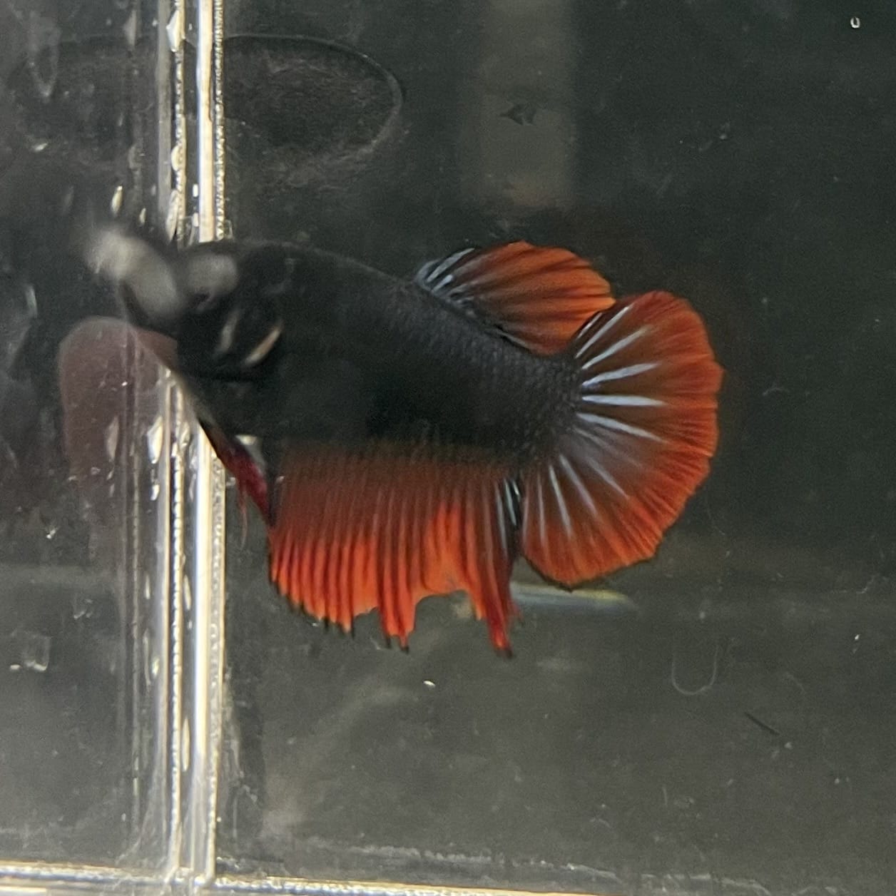 the-fish-farm Female Betta Female Betta - One Only - U Choose your own Female Betta at The Fish Farm Australia