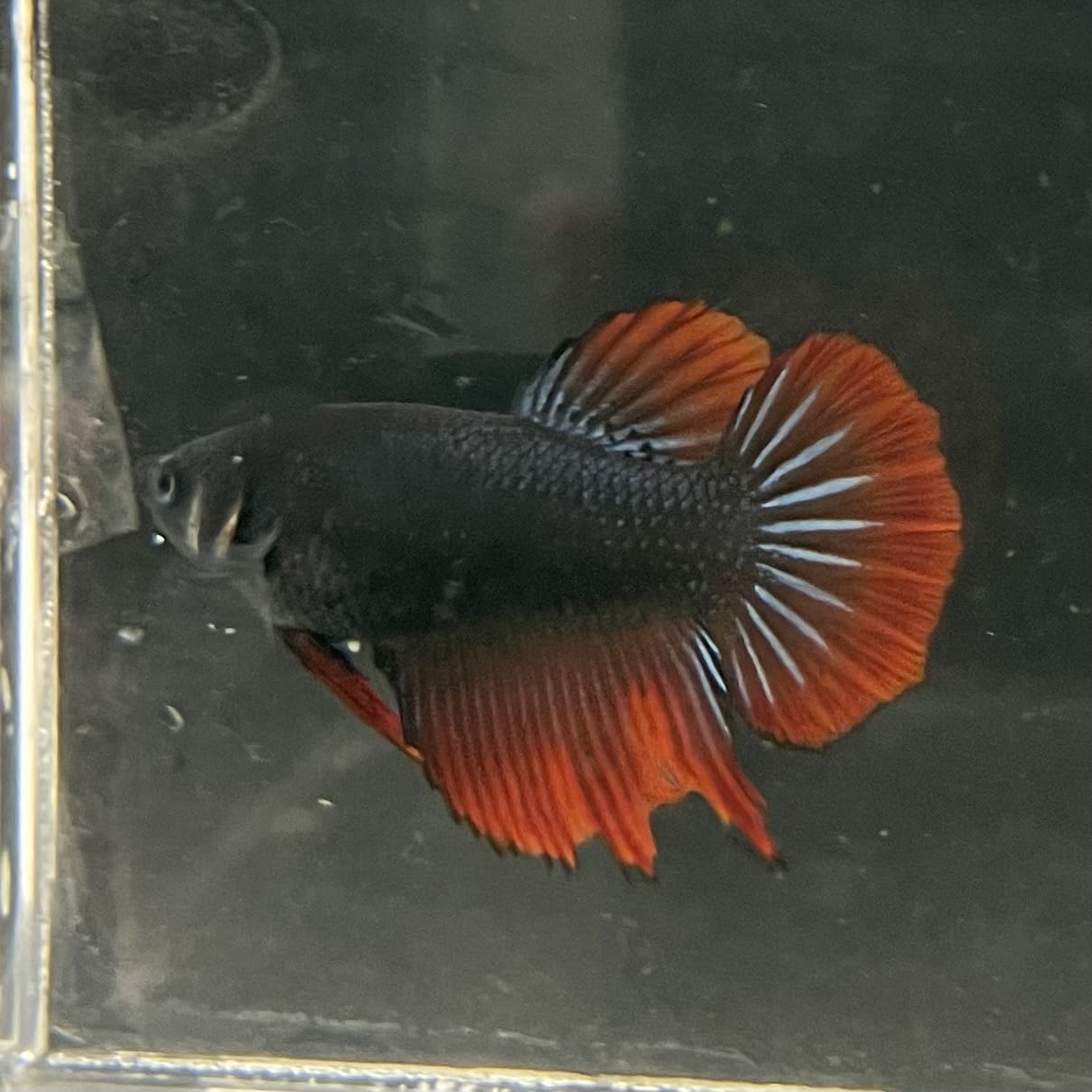 the-fish-farm Female Betta Female Betta - One Only - U Choose your own Female Betta at The Fish Farm Australia