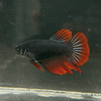 the-fish-farm Female Betta Female Betta - One Only - U Choose your own Female Betta at The Fish Farm Australia